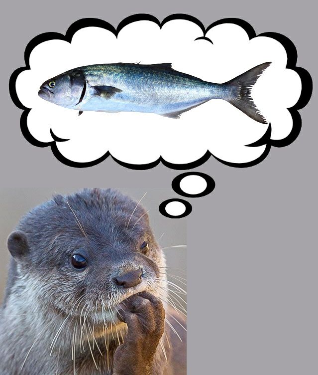 LazarusOtter's tweet image. Sounds about right... #FEESH