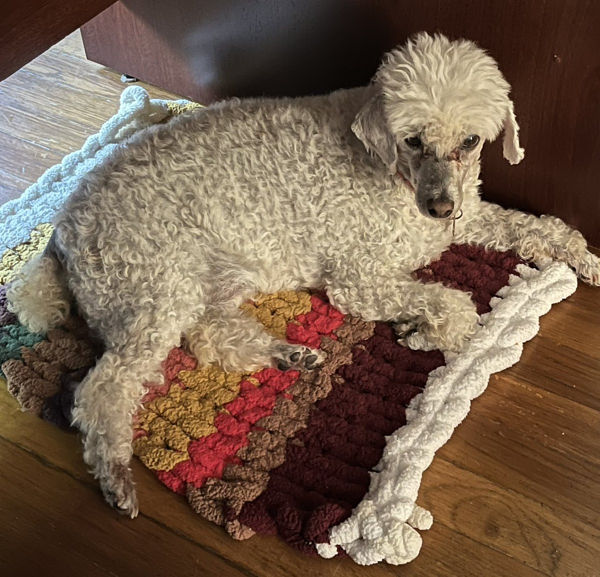 ChooChooCharl17's tweet photo. @Phil_Sledge This is my sisfur, Miss Peaches https://t.co/LcicMN0mxJ