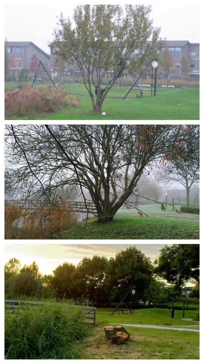 De boswilg in het Vlinderpark moest gekapt. Menig KT-kind (en -ouder) moest even slikken, weg heerlijke klimboom. Maar hovenier Paul van Eerd, die door de jaren heen de boom fotografeerde, zegt: laat de stobbe met rust dan groeit er weer een nieuwe boom.
