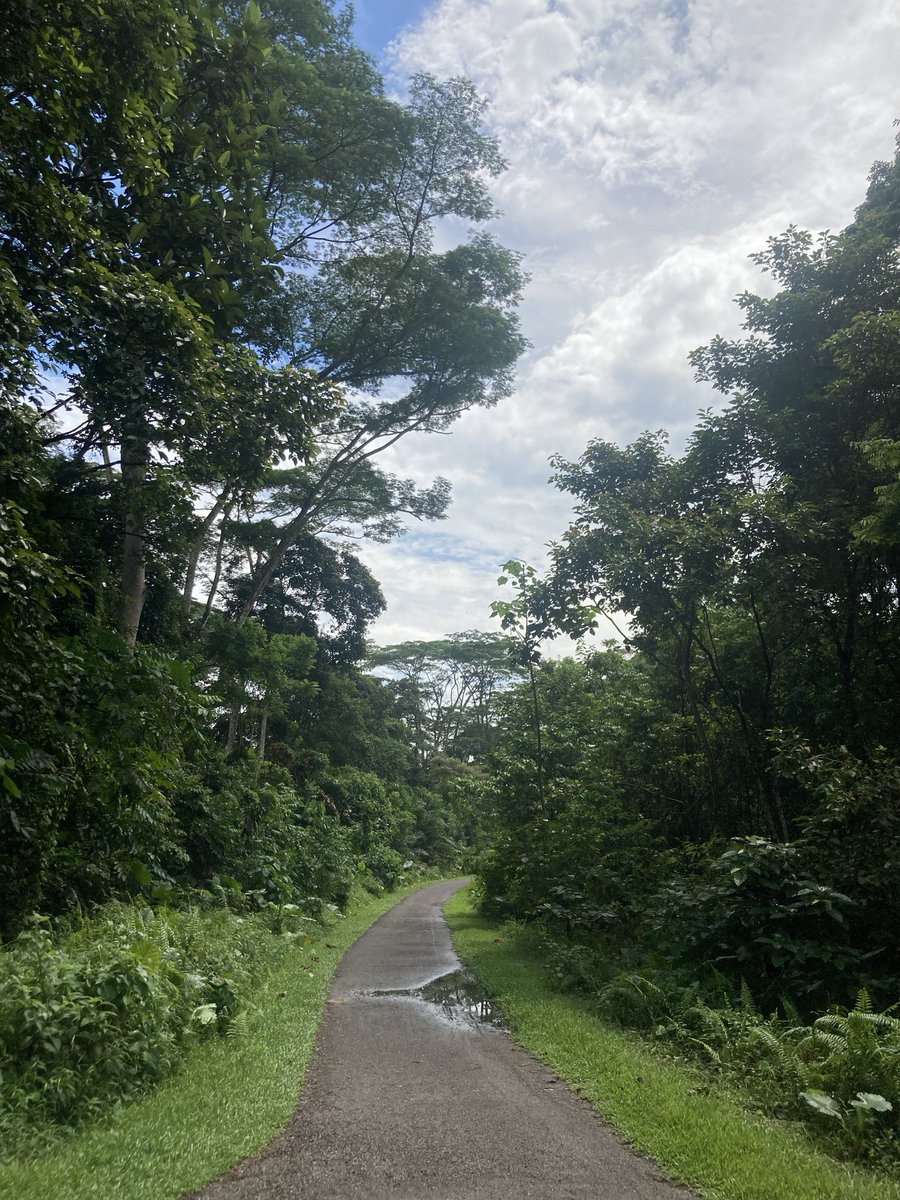 LC43's tweet image. Hello All and Happy Saturday. Walked the southern part of the old railway line from Singapore to Malaysia. Plenty of time to think of the POWs who assembled at Singapore Station, were packed into metal rice trucks and shipped off to the Thai-Burma Railway.
