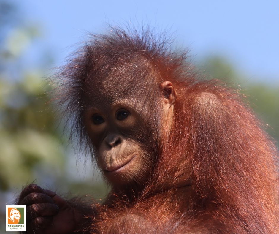 Orangutan Appeal UK tweet media