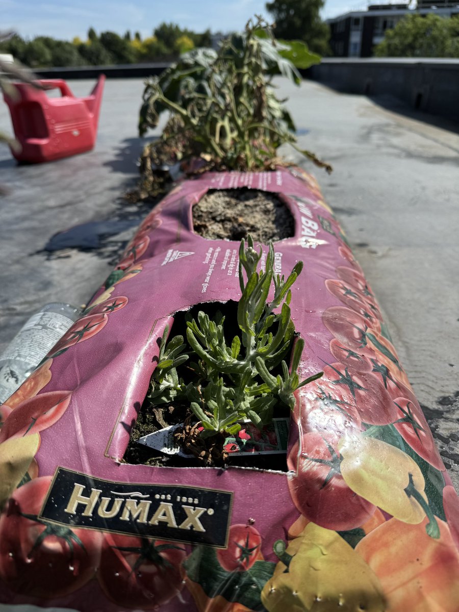 SimonBalch's tweet image. My most successful vegetable this year is actually a weed which has replaced a dead tomato plant. #GardenersWorld