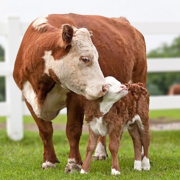 Rune Cows🐮 tweet media