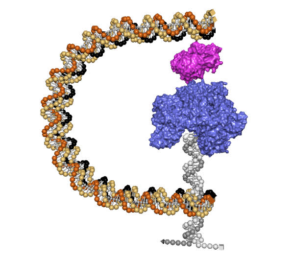 DNA nanoengineers! Revolutionize your design process w/ the inSequio Design Studio. #Parabon's  software empowers you to create &amp; analyze complex DNA/RNA molecular devices, from biosensors &amp; smart drug nanocarriers to nanorobots. #inSequio #DNA #DNAnano 
parabon-nanolabs.com/nanotech/