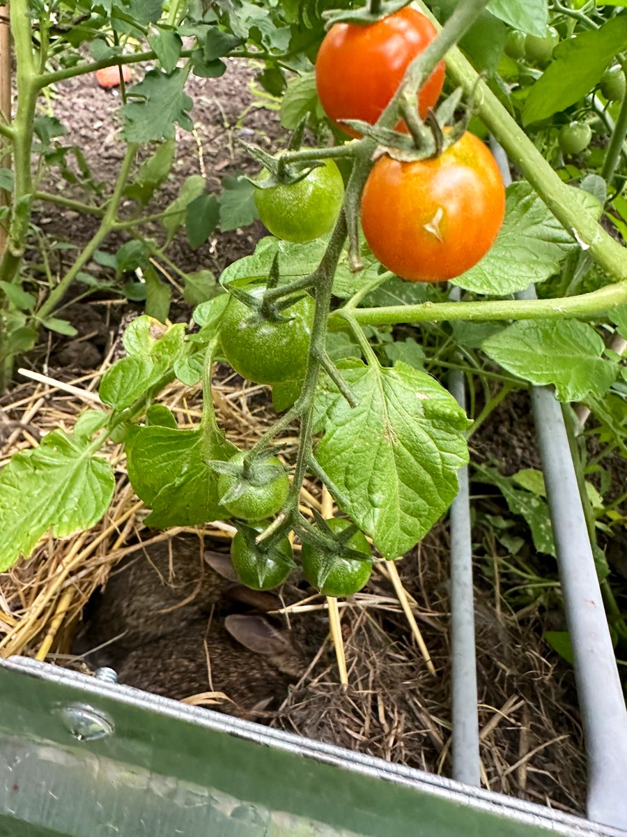 Maria Mihaylova tweet media