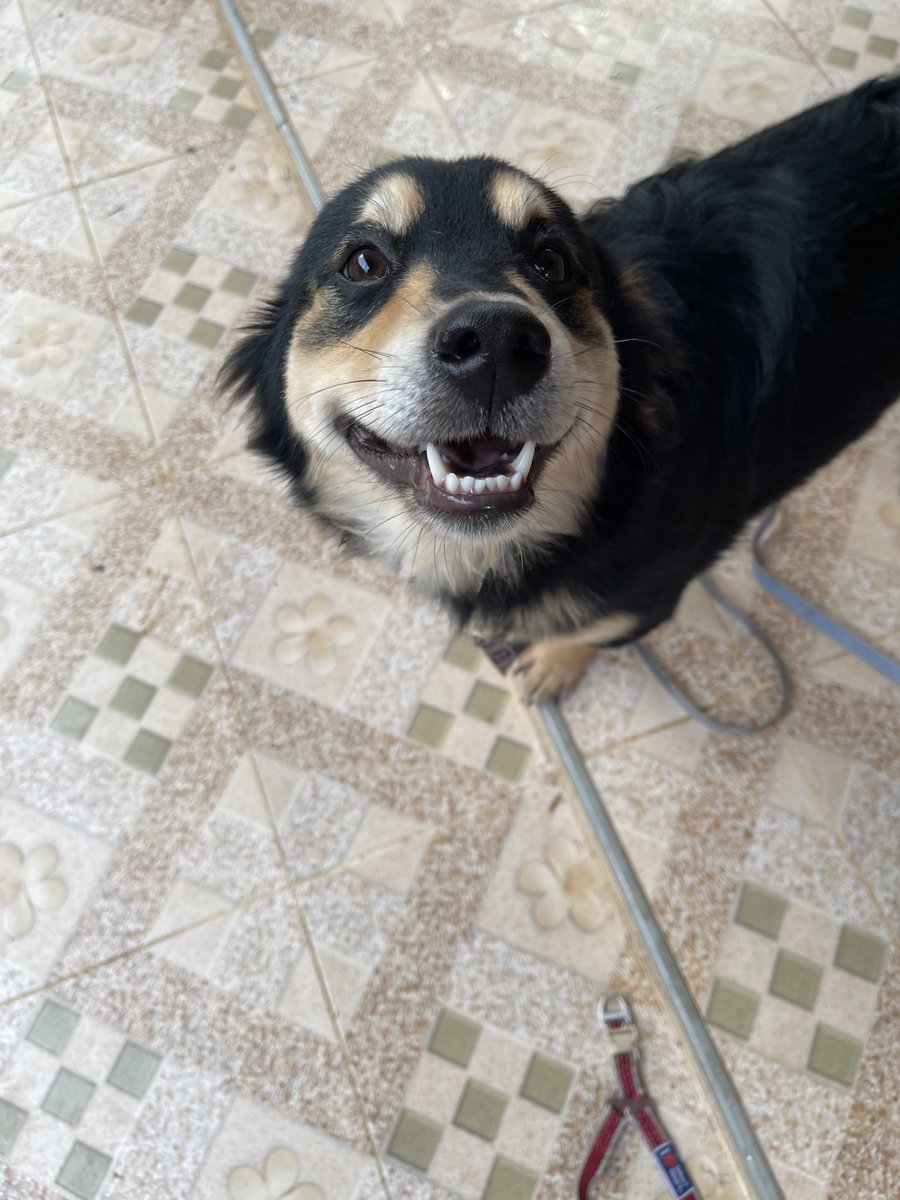 nooniiz_nn's tweet photo. ตะหมูกไอยูกหมาอารมณ์ดีน่าบีบบบบบ ~ 🐶 https://t.co/3URtbtIdEI