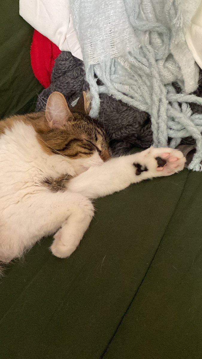 Groscar2's tweet image. ⚠️ Attention, chacusation d’une extrême gravité ! Maman elle dit qu’elle fait la lergie « à cause du loulou »
Besoin d’un chavocat 🥑