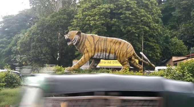 বনের বাঘ দাঁড়িয়ে আছে সড়কে