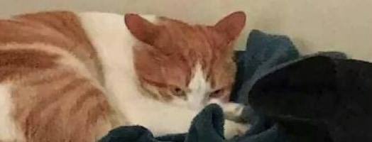 the fallen cat