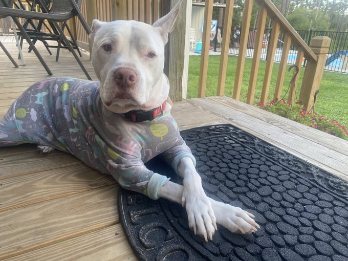 pitbull in pajamas 🥹🤍🥰 https://t.co/8cvupePXHv<a href="/tag/newprofilepic"class="tags"><span>#newprofilepic</span></a>
