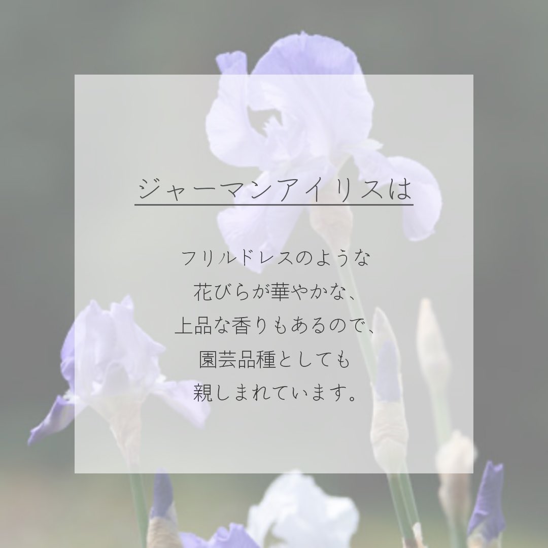 itismizu's tweet photo. 6月29日の誕生花は、
ジャーマンアイリス　(英： German Iris)
和名で「独逸菖蒲（ドイツアヤメ）」

花言葉は「使者」、「恋のメッセージ」、「燃える思い」など

フリルドレスのような花びらが華やかな、上品な香りもあるので、園芸品種として親しまれています。

#dayday花project #花言葉シリーズ https://t.co/jtrPbLAwHa