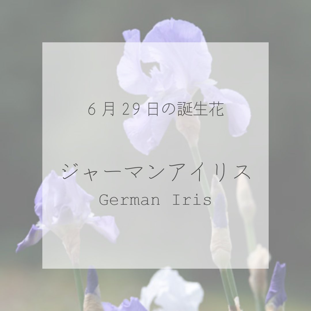 itismizu's tweet photo. 6月29日の誕生花は、
ジャーマンアイリス　(英： German Iris)
和名で「独逸菖蒲（ドイツアヤメ）」

花言葉は「使者」、「恋のメッセージ」、「燃える思い」など

フリルドレスのような花びらが華やかな、上品な香りもあるので、園芸品種として親しまれています。

#dayday花project #花言葉シリーズ https://t.co/jtrPbLAwHa