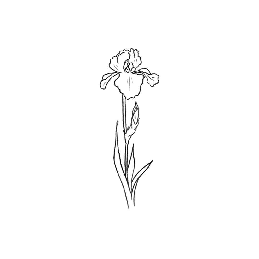 itismizu's tweet photo. 6月29日の誕生花は、
ジャーマンアイリス　(英： German Iris)
和名で「独逸菖蒲（ドイツアヤメ）」

花言葉は「使者」、「恋のメッセージ」、「燃える思い」など

フリルドレスのような花びらが華やかな、上品な香りもあるので、園芸品種として親しまれています。

#dayday花project #花言葉シリーズ https://t.co/jtrPbLAwHa