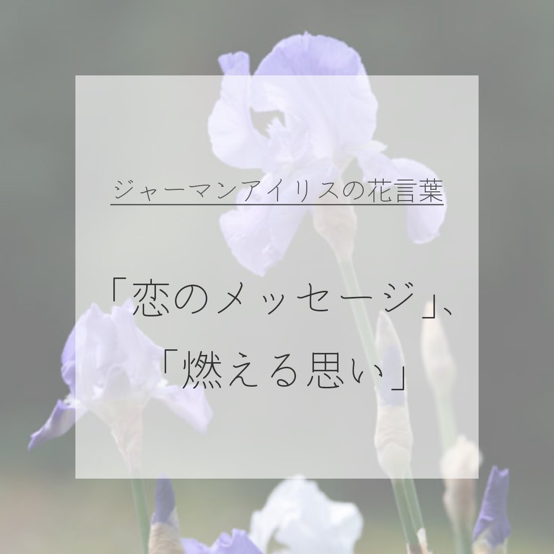 itismizu's tweet photo. 6月29日の誕生花は、
ジャーマンアイリス　(英： German Iris)
和名で「独逸菖蒲（ドイツアヤメ）」

花言葉は「使者」、「恋のメッセージ」、「燃える思い」など

フリルドレスのような花びらが華やかな、上品な香りもあるので、園芸品種として親しまれています。

#dayday花project #花言葉シリーズ https://t.co/jtrPbLAwHa