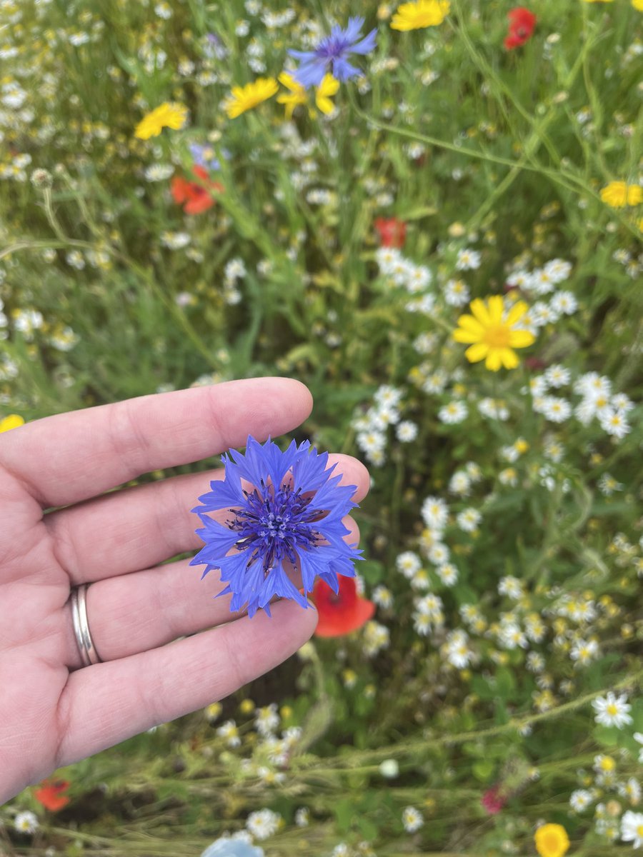 MrsLPlant's tweet photo. Perfect weather for a stroll through the Confetti Fields today! 🌼🌸🌻🌺 https://t.co/dVO89dhQjB