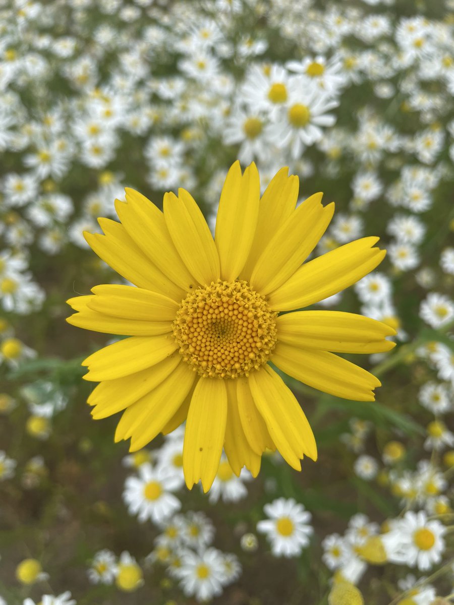 MrsLPlant's tweet photo. Perfect weather for a stroll through the Confetti Fields today! 🌼🌸🌻🌺 https://t.co/dVO89dhQjB