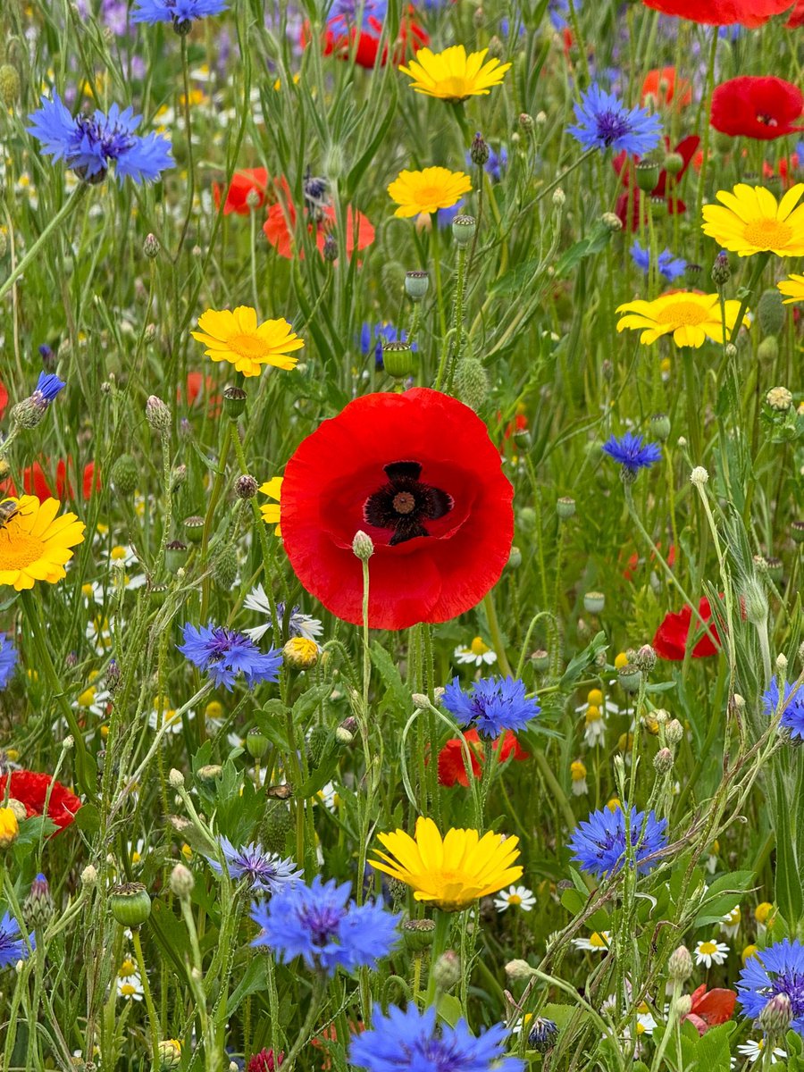 MrsLPlant's tweet photo. Perfect weather for a stroll through the Confetti Fields today! 🌼🌸🌻🌺 https://t.co/dVO89dhQjB
