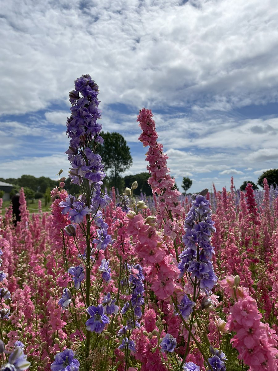 MrsLPlant's tweet photo. Perfect weather for a stroll through the Confetti Fields today! 🌼🌸🌻🌺 https://t.co/dVO89dhQjB