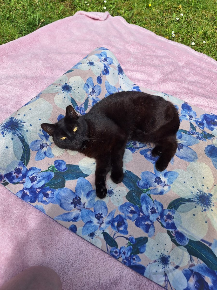 SmolLeha's tweet image. Pilates ready, besties 🩷
#CatPilates #CatsofTwittter
