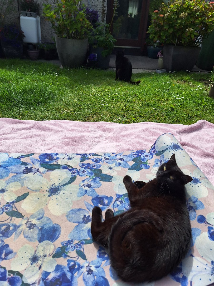 SmolLeha's tweet image. Pilates ready, besties 🩷
#CatPilates #CatsofTwittter