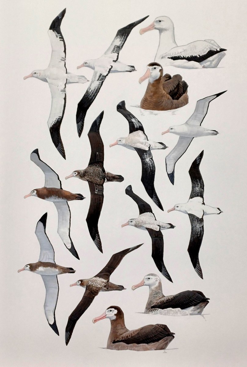 JohnGale8's tweet photo. Not long to @GlobalBirdfair &amp; I've got some brand new work to display: original oil work, illustration plates and prints. Just getting everything framed now and fiddling about.... https://t.co/ThoRMFkvwj