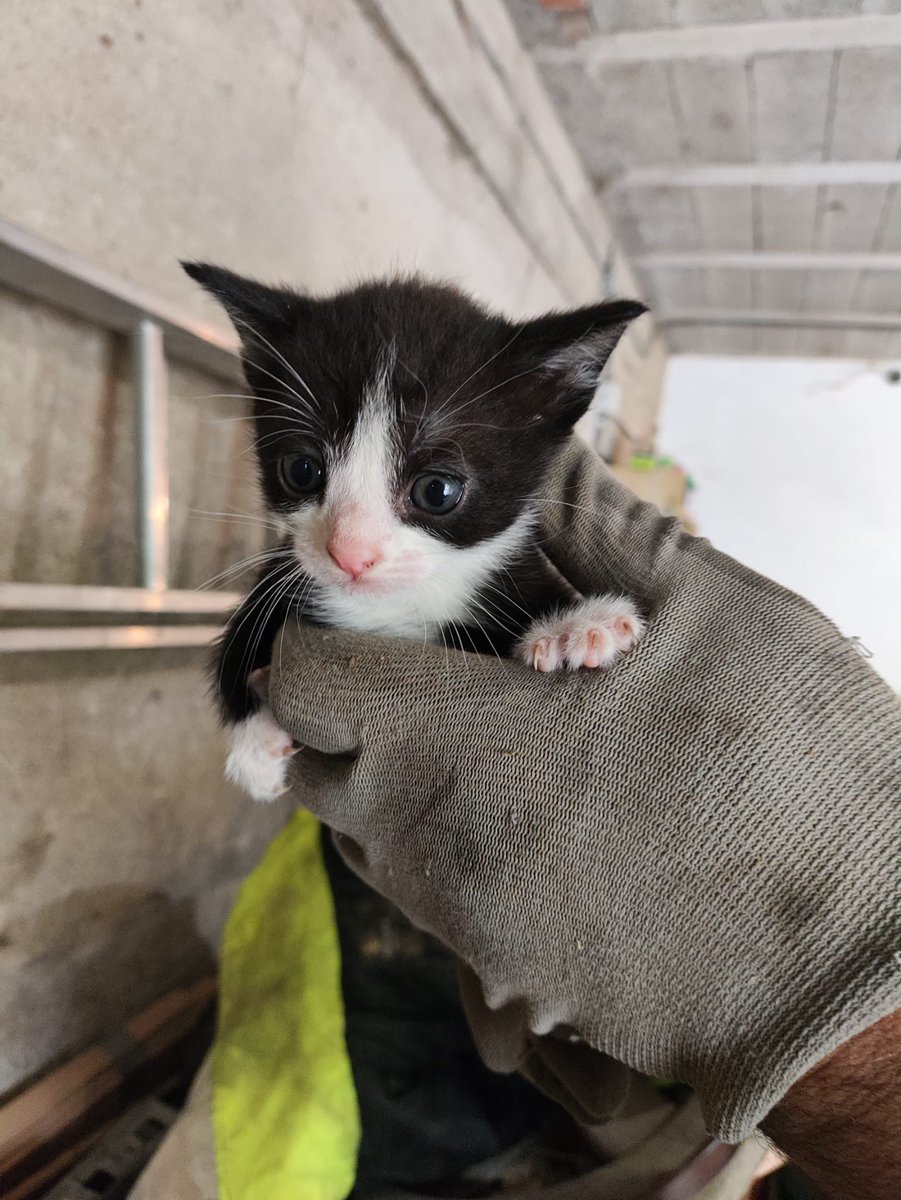 adriaudrie's tweet photo. holaaaa una amiga está regalando dos gatitos no sé si habría alguien interesadeeee pero cualquier cosita podéis preguntarme por md https://t.co/uDAdrN2njU