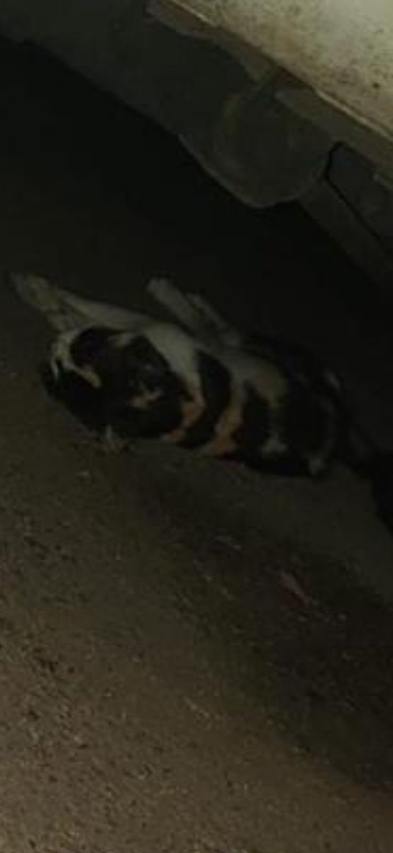 جمعيه ملاذ الرحمة للرفق بالحيوان tweet media