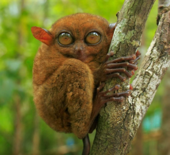 PubliFaune's tweet photo. https://t.co/0iqAQ5cT1q
Connais tu cet animal ? 

Planète Animaux #animau #Philippines https://t.co/rU5wRysOnt