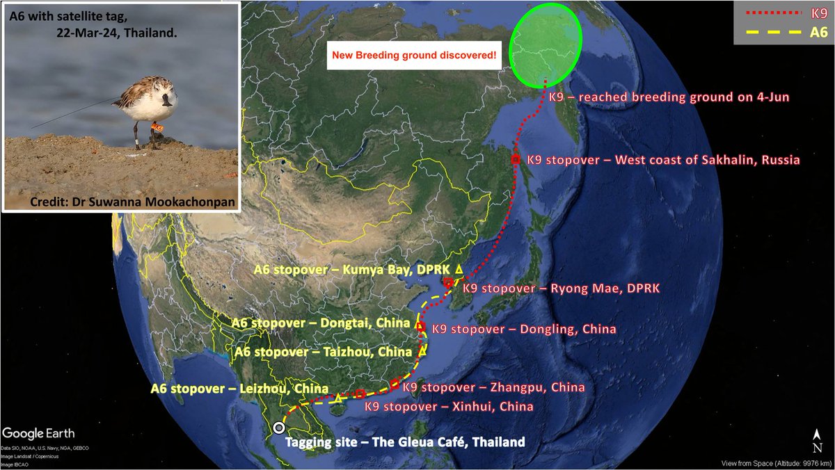 Sayam U. Chowdhury (@sayamchowdhury) on Twitter photo The endangered Spoon-billed Sandpiper K9's spring migration from Thailand exceeded expectations, with a 19-day stopover in Jiangsu, China. It continued to Sakhalin & then reached a new breeding area in Russia! These insights will help inform critical conservation actions <a href="/SBS_TF/">Spoon-billed Sandpiper Task Force</a> The endangered Spoon-billed Sandpiper K9's spring migration from Thailand exceeded expectations, with a 19-day stopover in Jiangsu, China. It continued to Sakhalin & then reached a new breeding area in Russia! These insights will help inform critical conservation actions <a href="/SBS_TF/">Spoon-billed Sandpiper Task Force</a>