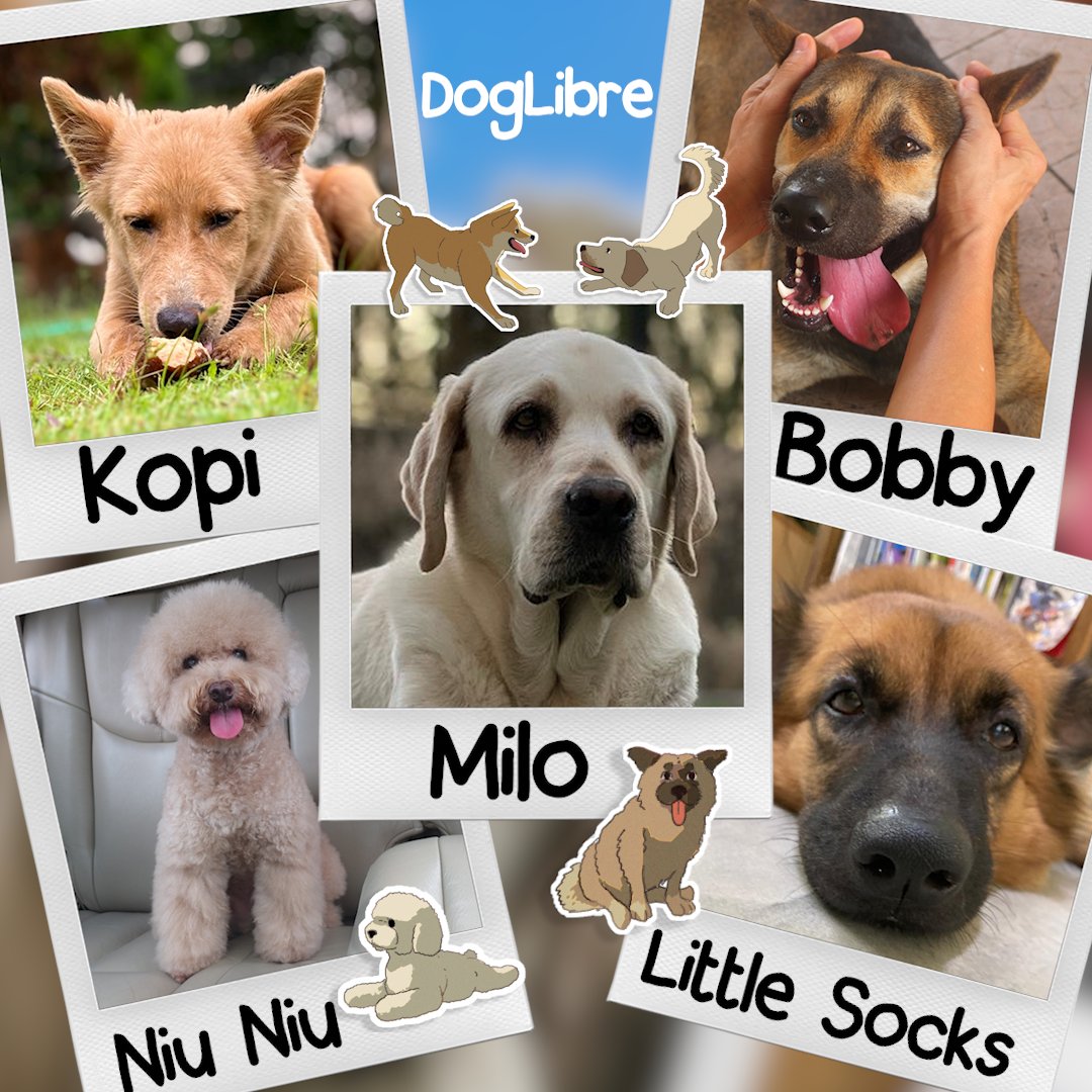 Meet the dogs of DogLibre! 🐾 All the adorable pups you see on our website are real dogs that our team has adopted. They’re not just graphics—they’re part of our family. ❤️

Discover their stories and join us in making a difference
🌐 doglibre.com

#DogLibre #Adorable