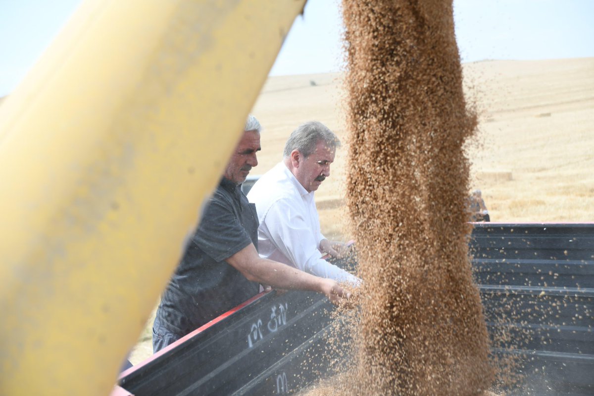 Buğdayımızı biçtik, hasadımızı yaptık elhamdulillah. Emek veren kardeşime ve çalışan herkese teşekkür ediyorum. 

Hasatlarının bereketli olması niyazımla tüm çiftçilerimizi de sevgi ve muhabbetle selamlıyorum.