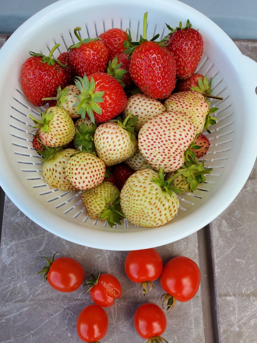 イチゴも雨で裂果するんですね‼️

大雨の後イチゴが大量に部分的に白くなって茶色くなってる…???

始めわからなかったんだけど、『雨で裂果した』と気がついて納得。

イチゴ達にお勉強させていただいて後はおいしくいただきました🍓

#家庭菜園
#プランター菜園
#イチゴ
#よつぼし
#エンジェルエイト
