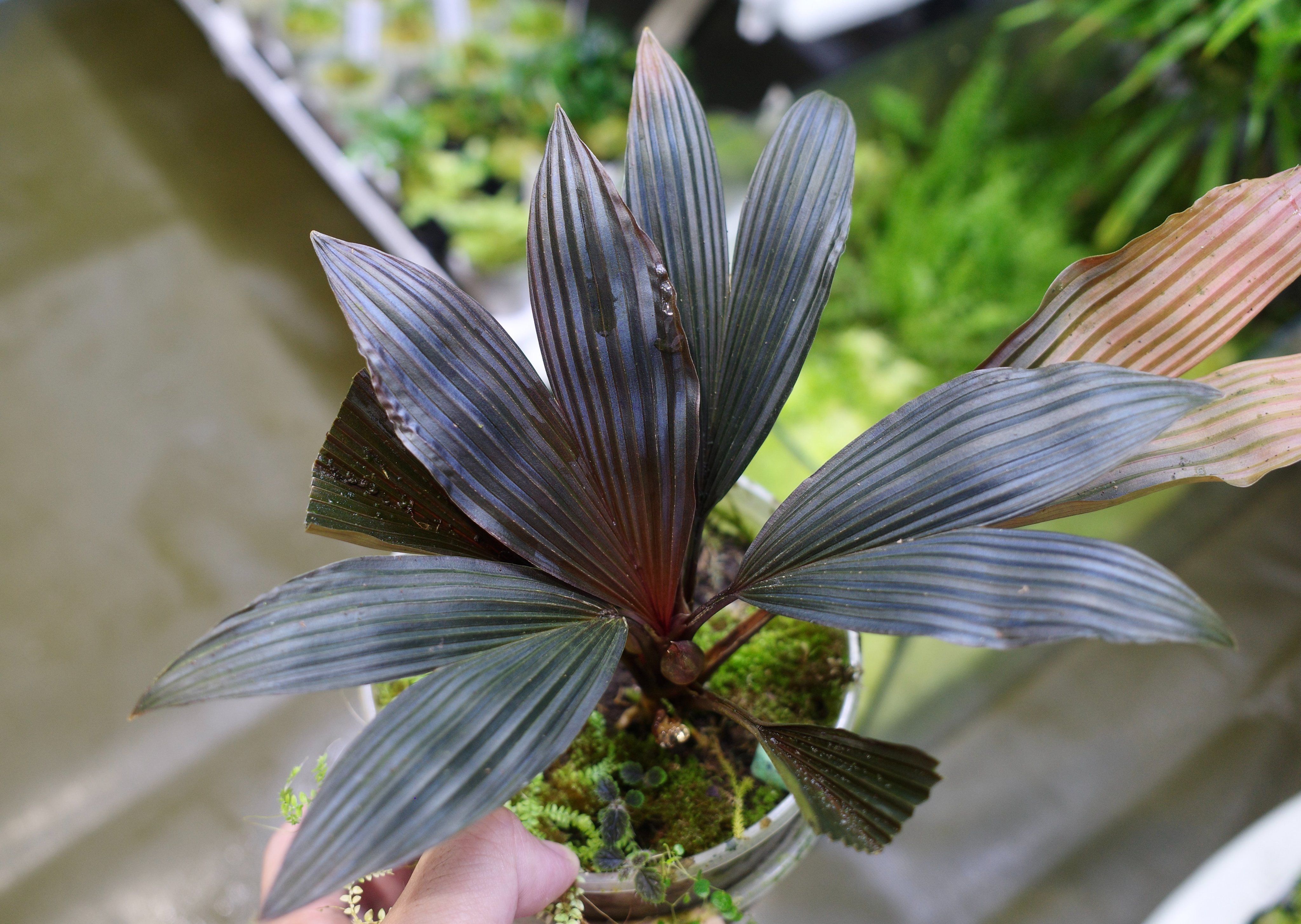 【オープニングセール】 LA_熱帯草屋 on X:  その他観葉植物