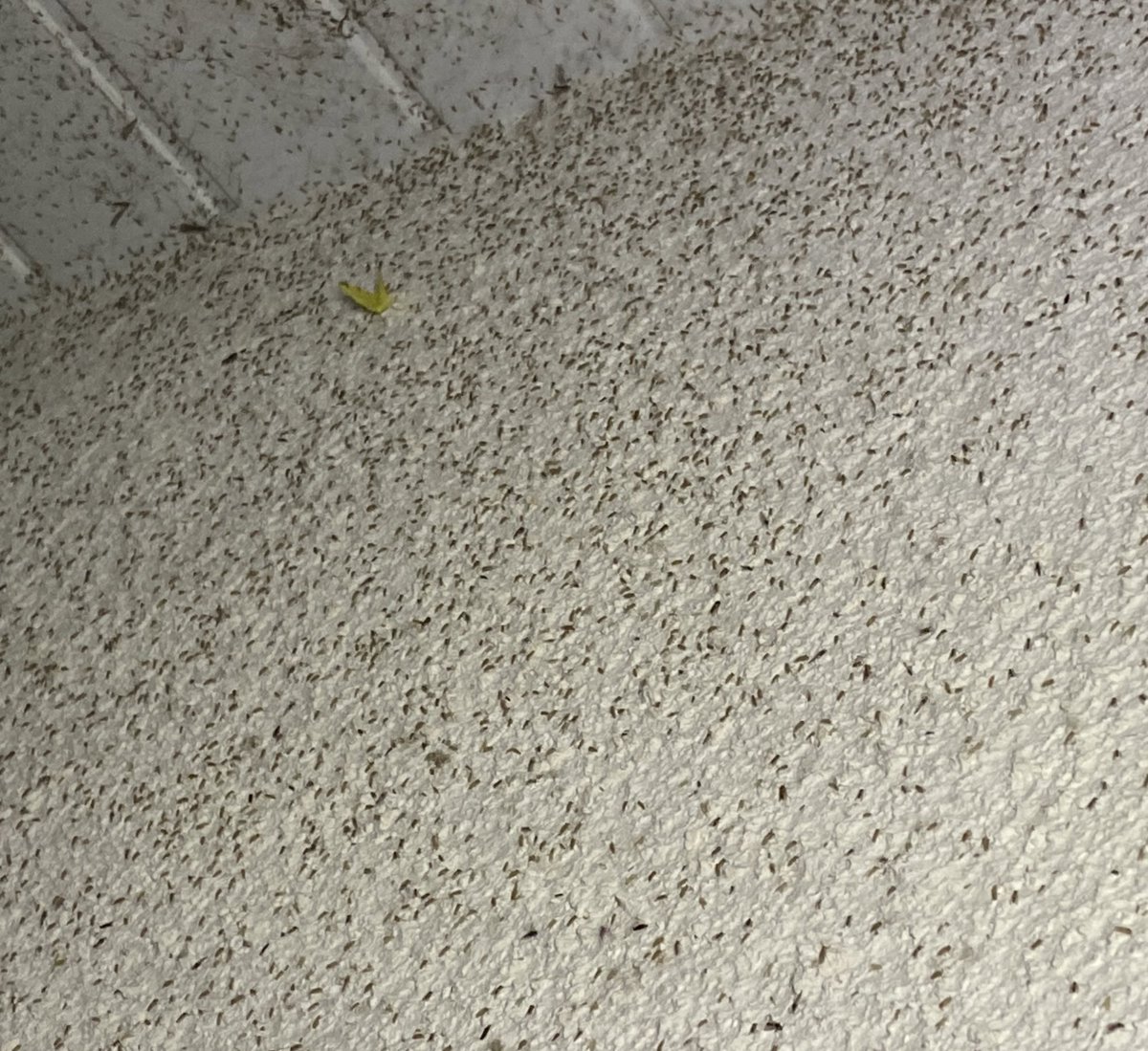 BrennanMartine's tweet photo. This was the wall behind my actinic lamp last Tuesday night - very midgey!
#mothbycatch https://t.co/SRlaLfSoY2