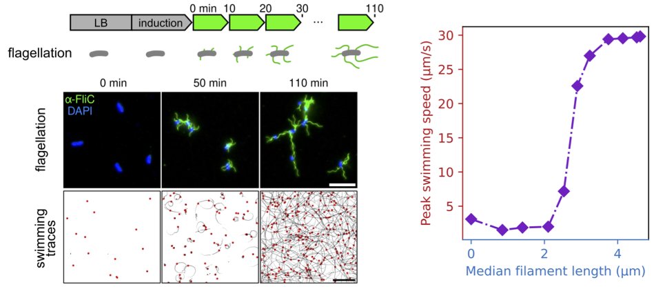 New #biorxiv preprint I'm quite excited about. We show that the #T3SS of the #flagellum secretes proteins at a rate of 10,000 amino acids per second, resulting in optimized flagellum growth and energy consumption. 

biorxiv.org/content/10.110…