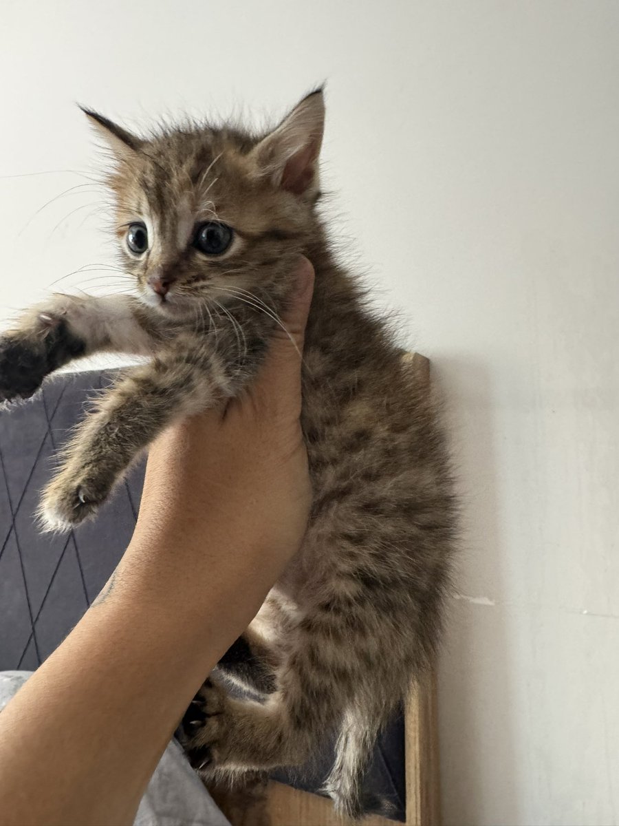 cattingwoman's tweet photo. Çocuklar annesinden ayırmış koca koca kedilerin arasına bırakmışlar
Ben bu çocuklardan bıktım artık
Yuva arıyorum bu bebeğe evde yer yok boxta duruyor 
İstanbul https://t.co/08Xj7hclOq