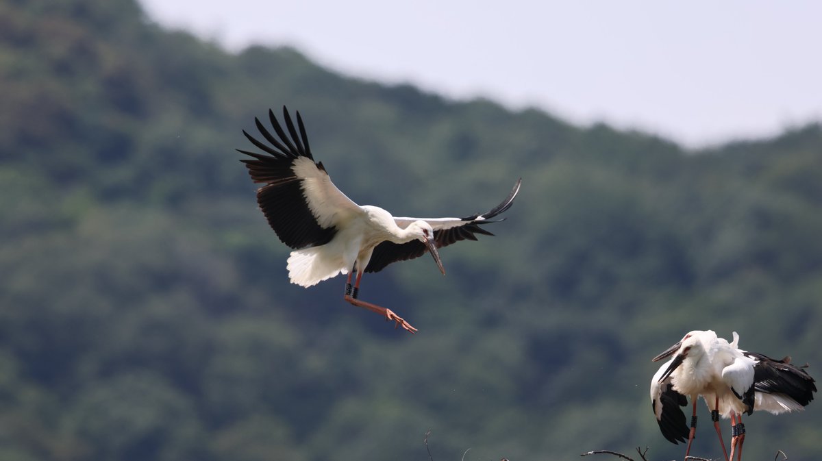 hunaho0274's tweet photo. 240629 淡路島 コウノトリ①

今ならまだギリギリ巣立ち前だろう超望遠レンズ担いで撮影に。

巣には
#J0764
#J0766
#J0767の3羽

#J0767が良く飛んでました。

あとで#J0765が戻ってきて巣には降りず頭上を飛んで何処かへ。

とりあえず4羽確認！

R7+EF500mm f4l is ii usm+5AxRS

#5Ax #鸛 https://t.co/MKMHuTeRL3