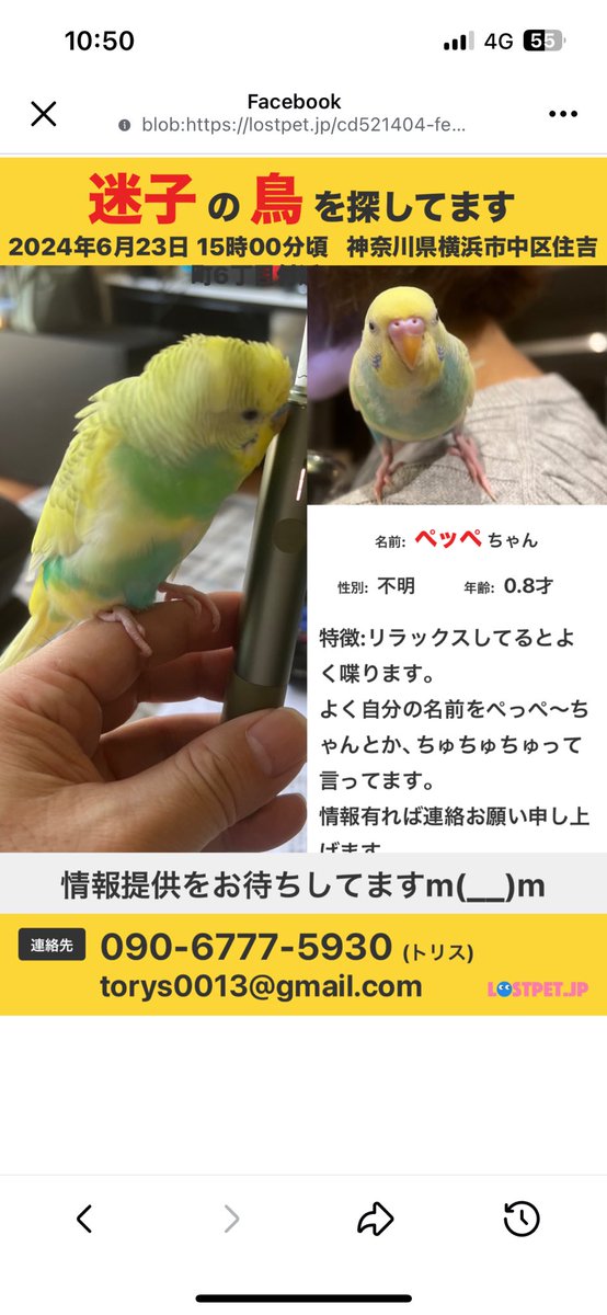 tsam36's tweet photo. 【拡散希望】
2024/6/23 15時00頃、横浜市中区でインコを逃してしまいました。
全体が黄色が多く胸の上、腰回りが薄いグリーンのセキセイインコです。
「ぺっぺちゃ〜ん」と喋ります。
もし保護や見かけた方は、こちらのアカウントまでDMください。
#インコ迷子 #インコ #セキセイインコ
#鳥保護 https://t.co/nuMSa9VbXv