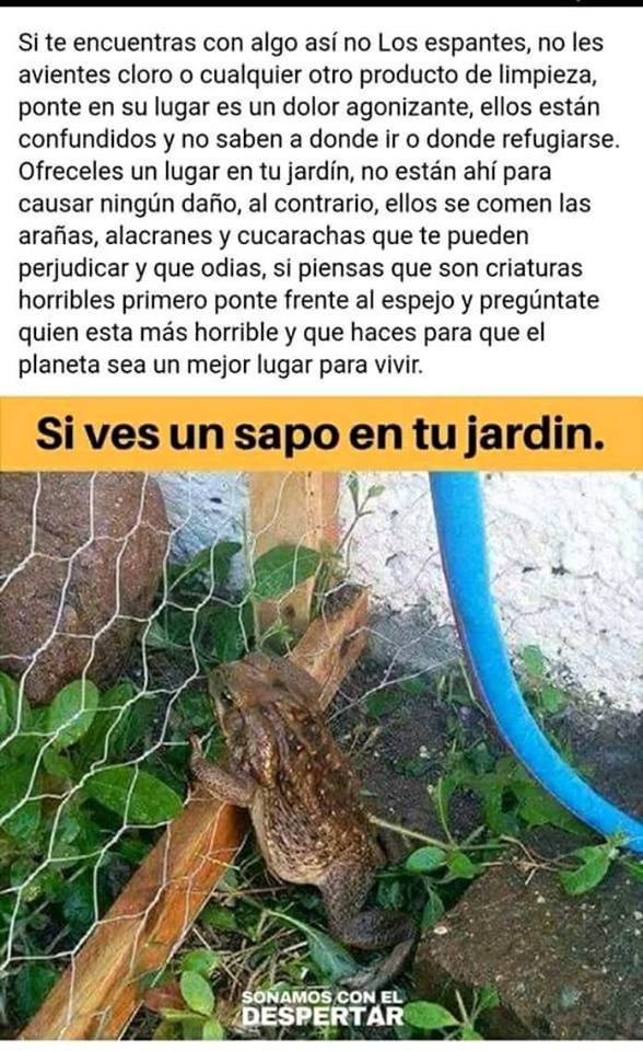 EcoInventos's tweet photo. Si ves un saco en tu jardín...🐸 https://t.co/eyzEzbpA1z