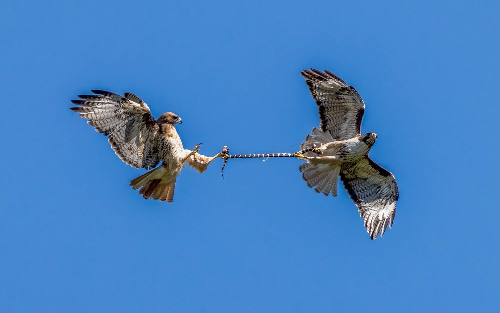 🔥 Two hawks passing a snake between them midflight