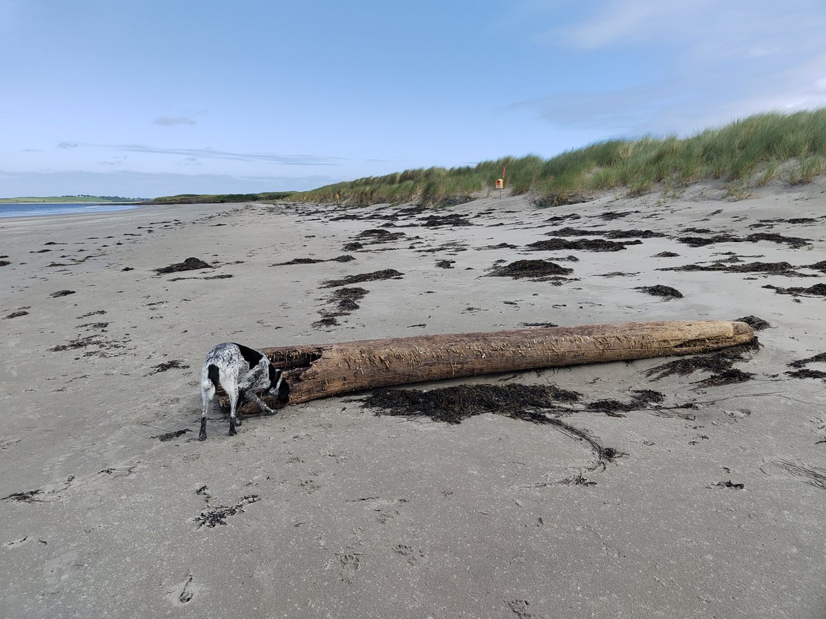 Suppose technically it is a ball and a stick and I really should have more effort to throw them for Soupy as requested. #sligo