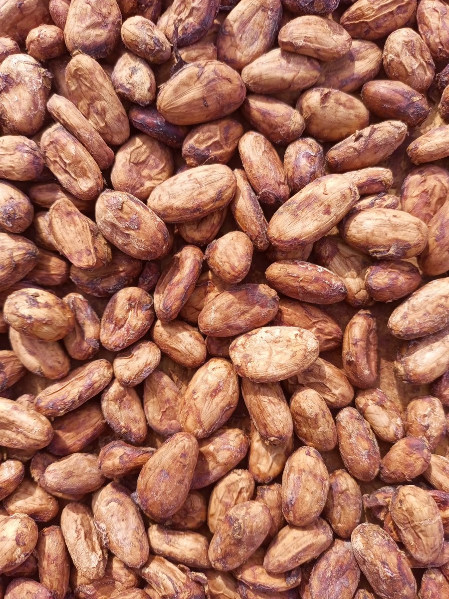 Up and down: recently, the price of fermented and dried cocoa beans paid to farmers here in Uganda had gone up 15% (to 30,000 UGX). Today it's dropped 16% to 25,000 UGX.
Thankfully we sold our latest batch just before the fall 😊
#organic #Cocoa #Uganda