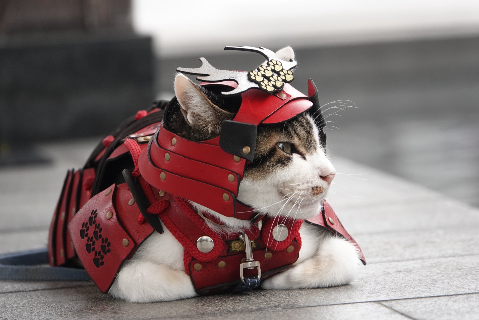 コンコンブル 猫灯篭 忍者猫 ねこずきん おかっぴき猫 猫地蔵 ぬりかべ花火 コンコンブル 猫灯篭 忍者猫 ねこずきん おかっぴき猫 猫地蔵