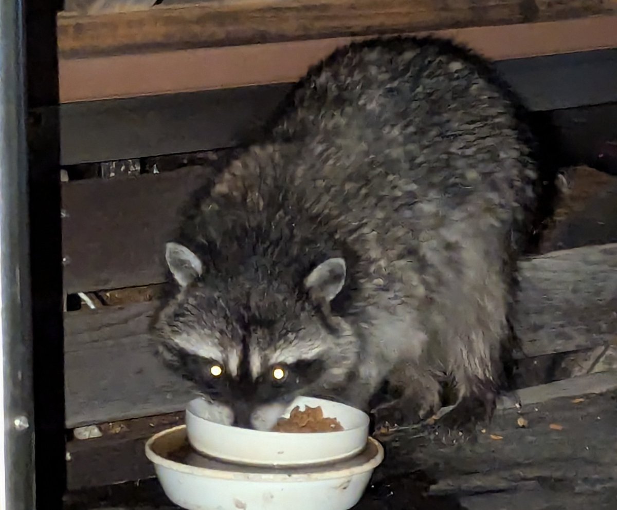子供だったアライグマ君もすっかり大人になりました♥