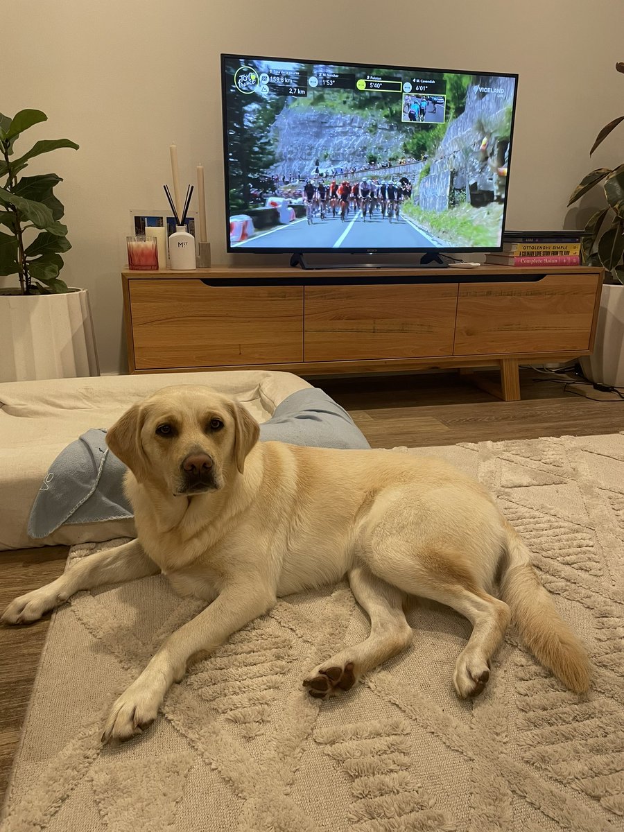 The Tour de France is back, and that means Bobbi the #TourDog is back as well. The first of many days on the #CouchPeloton watching the <a href="/SBSSportau/">SBS Sport</a> coverage !