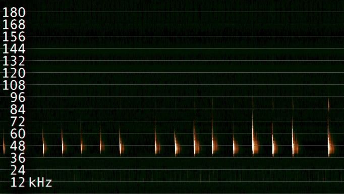 SmithRobotics1's tweet photo. Some examples of recordings last night using a #PiPistrelle in passive recording mode. Over 100 recordings in one night. We think this is an example of a Nathusius' pipistrelle, right on the edge of the expected range. 
Available on our store now! https://t.co/Sxp0LkmfIs https://t.co/jaOOF8TTHH