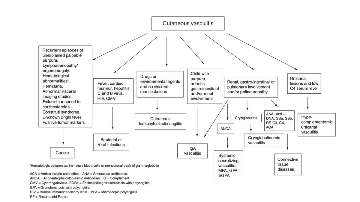 LastManStand85's tweet photo. The work up/differential in a patient with cutaneous vasculitis in whom a skin biopsy showed the presence of leukocytoclastic #vasculitis 👇
[L&amp;M Size Vasculitis, C.Salvarani 2021]
#Rheumatology #MedTwitter https://t.co/l45GJoeCs7