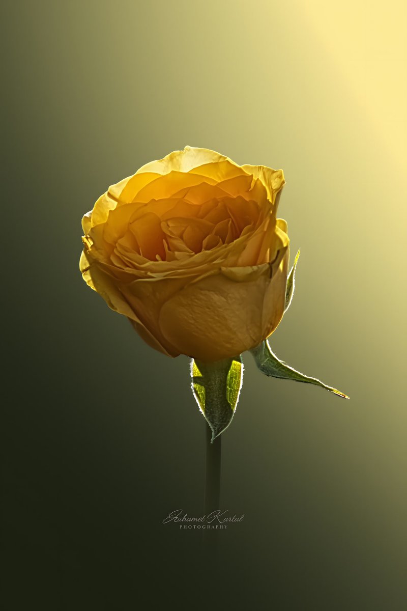 ArtisticjoyK's tweet photo. https://t.co/44Tmb4o8Zl

What they hate in you, is missing in them. Keep shining 🌹💛✨#rose #yellow #nature #art #minimalism #flower https://t.co/wCa4epSTfL