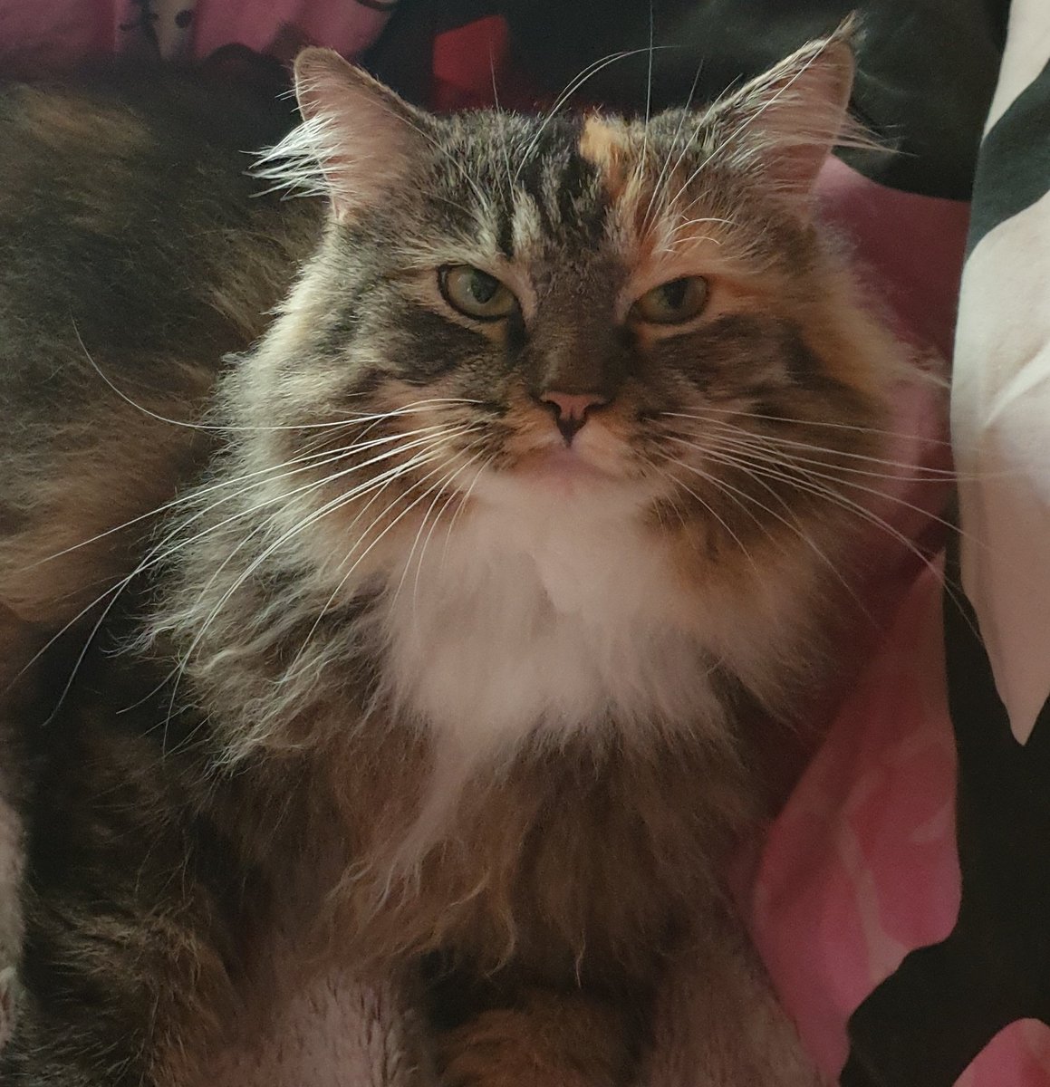 Danke <a href="/Miamouz/">Mia</a>, das ist einfach mein bby Shiro🤧🤧💕❣
#dokomi2024 booth 3H73