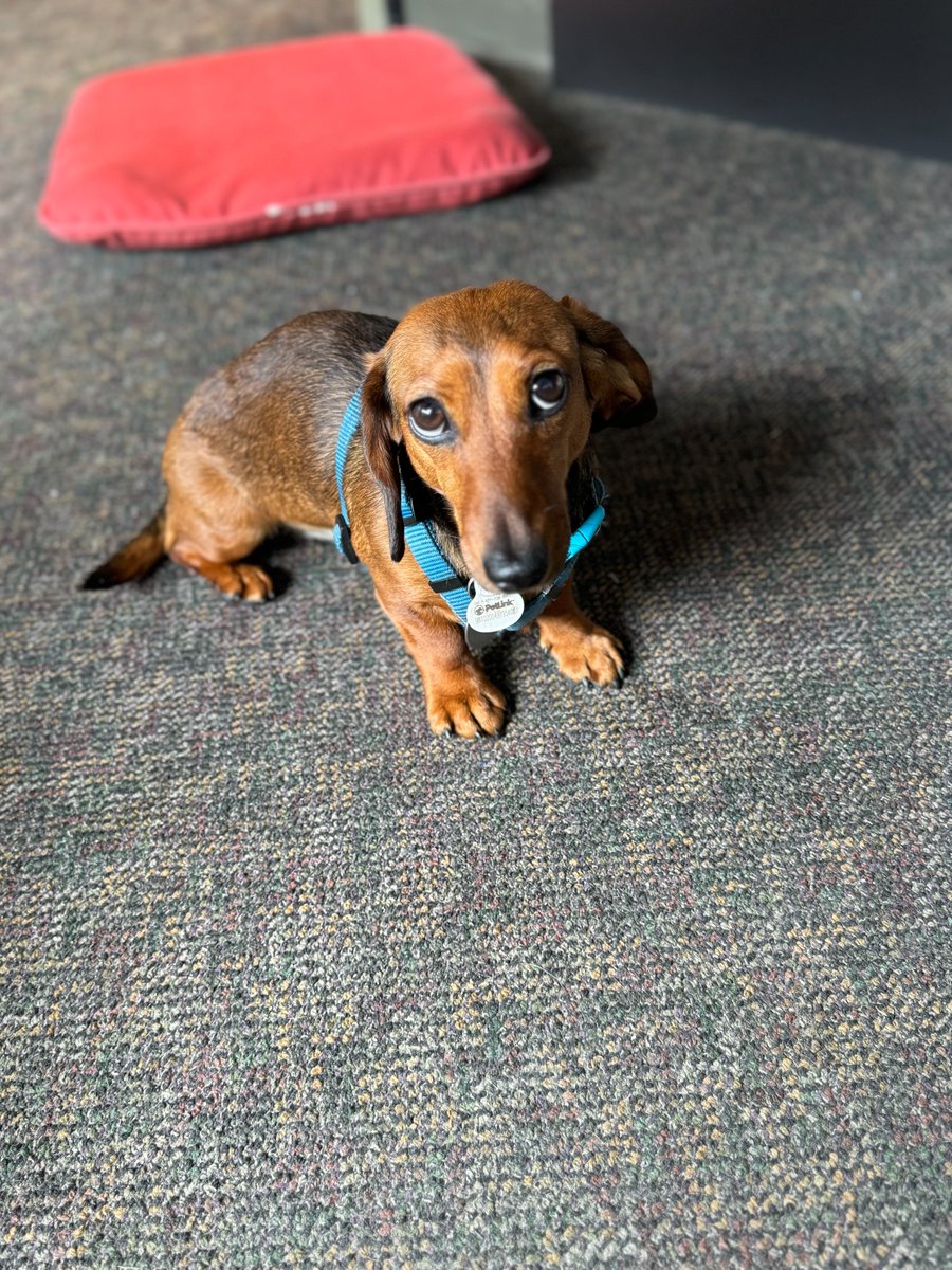 TheContessa_Bo's tweet photo. This is me trying to get Dave, one of my favorite people at The Office, to give me more cookies. https://t.co/heT7vyfNLk